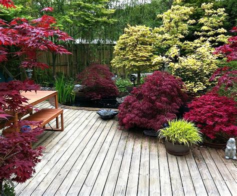 Growing Japanese Maples In Containers Cozy Little House