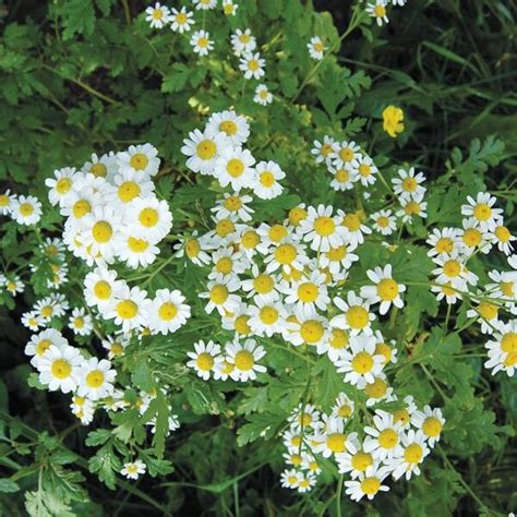 Herbs And Edible Flowers — Kimberton Csa