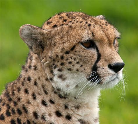 Cheetah Facts About Cheetah