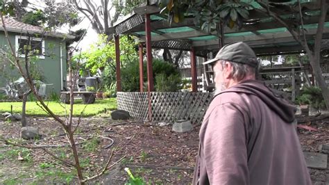 You can wait a bit longer in the spring to use this spray, but do so before the leaves have opened. Winter Dormant Spray on Fruit Trees - YouTube