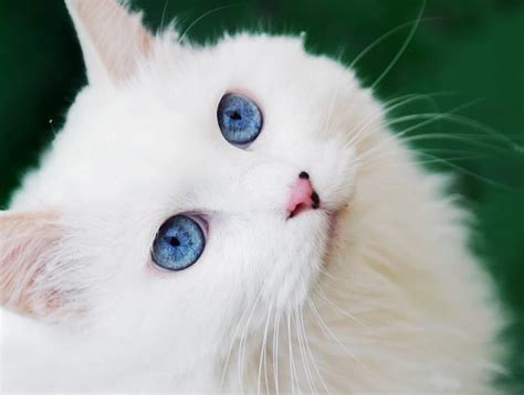 This Cat Has The Most Stunningly Beautiful Blue Eyes You Have Ever Seen