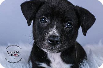 Find boxer puppies and breeders in your area and helpful boxer information. Cincinnati, OH - Labrador Retriever/Boxer Mix. Meet Frank ...