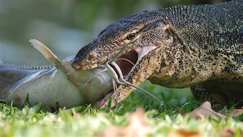 Water Monitor Lizard Archives RoundGlass Sustain