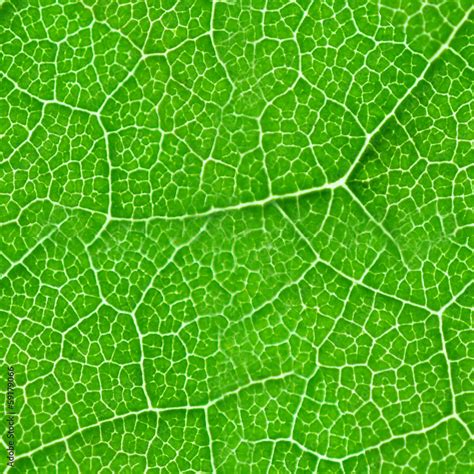 Green Leaf Seamless Texture Stock Photo Adobe Stock