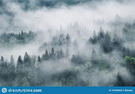 Foggy Forest In The Mountains Landscape With Trees And Mist Landscape