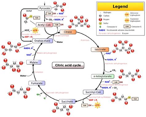 Give A Schematic Representation Of Krebs Cycle