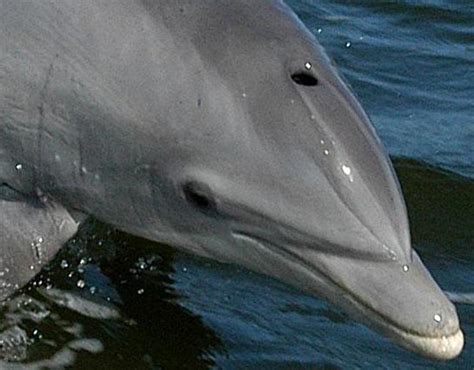 The Right Blue Dolphins The Most Intelligent Animals In The Sea