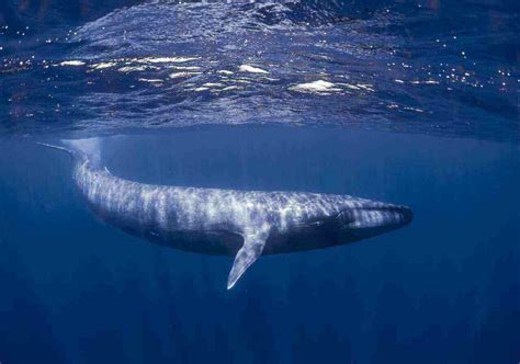 The Top 10 Amazing Blue Whales Facts Size And Habitat