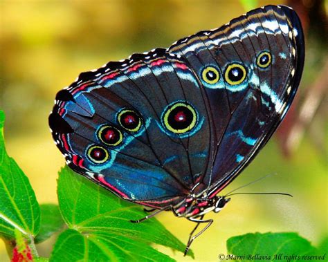 Colorful Butterfly By Marni Bellavia Photography Butterfly Kisses