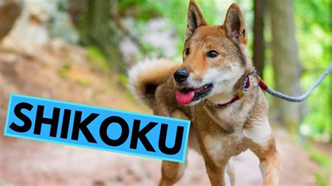 Shikoku Dog Breed Facts And Information Youtube