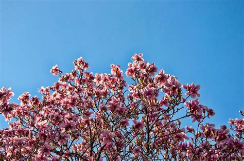 Wallpaper Flowers Sky Branch Cherry Blossom Spring Tree Leaf