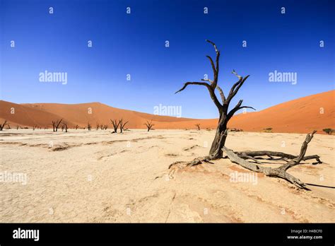 Dead Trees In Dead Vlei Sossusvlei Namib Desert Namib Naukluft