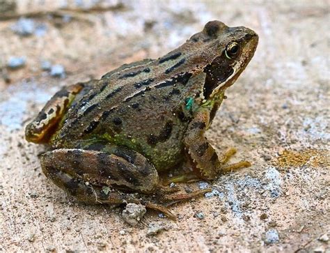 Common Frog Rana Temporaria Irelands Wildlife