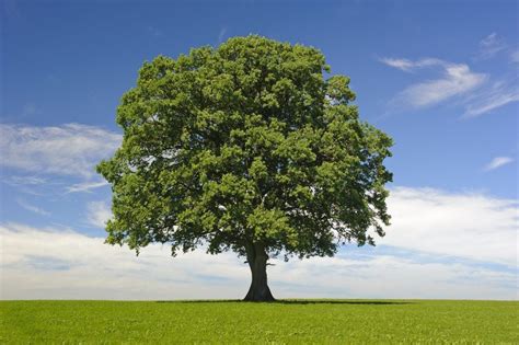 What Are Hardwood Trees Harwood Vs Softwood Tree Varieties