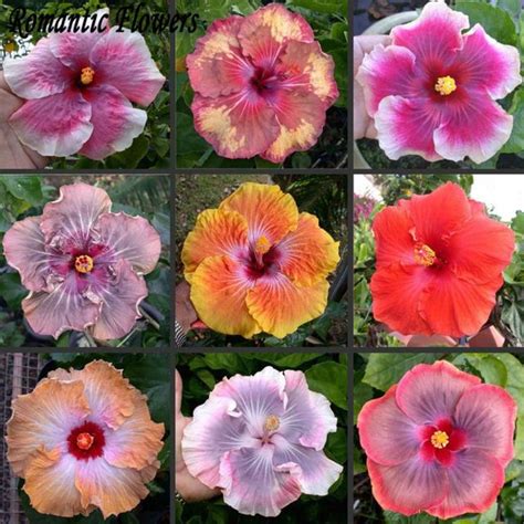 Home And Garden Perennial 50 Hot Pink Cold Hardy Hibiscus Flower Seeds
