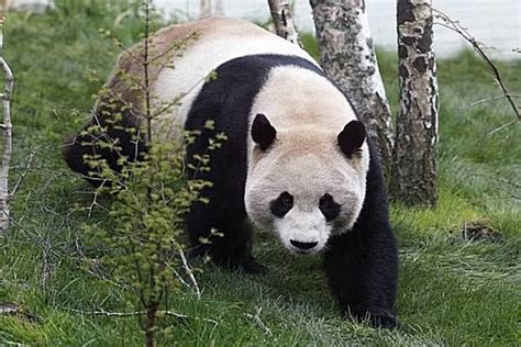 Why Its So Difficult To Get Pandas To Mate