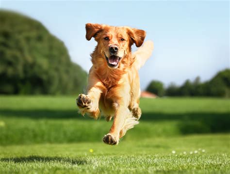 Free photo: Dog Running - Black, Canine, Dog - Free Download - Jooinn