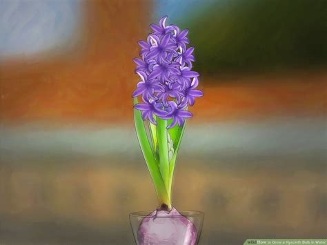 How To Grow Hyacinth In Water My Heart Lives Here