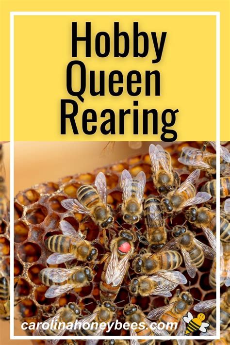 Queen Rearing For Hobbyists In 2021 Bee Keeping Backyard Bee