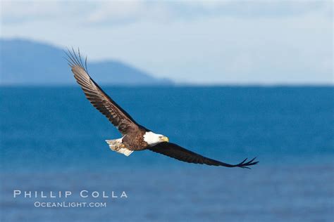 Bald Eagle In Flight Kachemak Bay In Background Haliaeetus