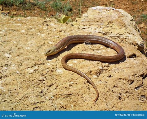 European Glass Lizard Pseudopus Apodus Stock Photo Image Of