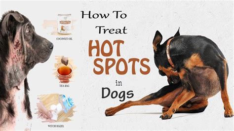 How To Treat Hot Spots In Dogs Home Remedies For Hot Spots In Dogs