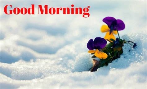 Wintery Good Morning Images ♥good Morning Friends Good Morning Winter