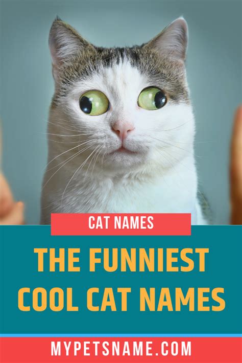 Boy cat names fit for a king! Funny Cool Cat Names in 2020 | Funny cat names, Funny male ...