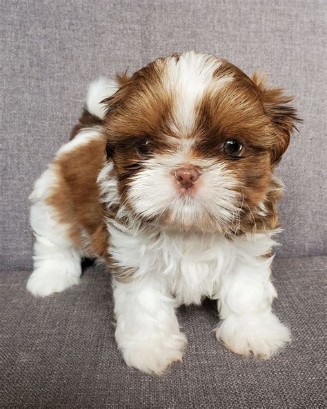 Shih Tzu Corral Breeder Phoenix Arizona