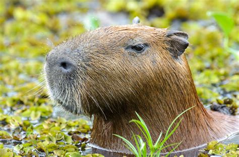 Rainforest Capybara Top Facts Information And Pictures