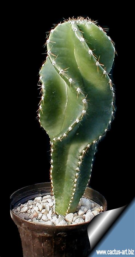 Remove the cactus from the small container by pushing gently from the base and lifting the whole medium and root mass all in one. Cereus forbesii var. spiraliforme