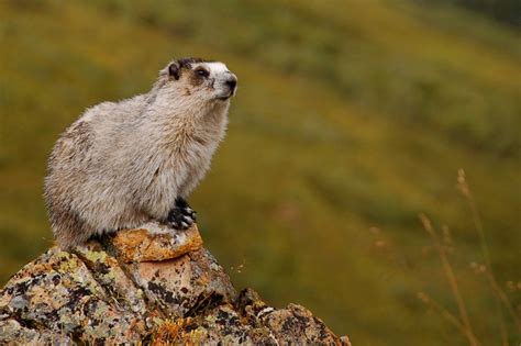 Hoary Marmot Wikipedia