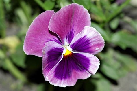Pansy Pansies Flower · Free Photo On Pixabay