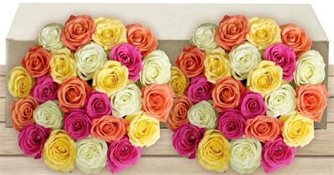 Fresh Roses 50 Count Only 3999 Shipped On 17 Color Choices