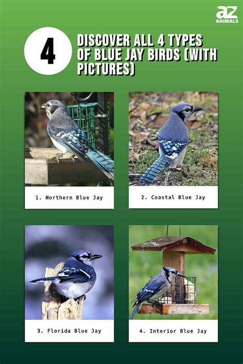 Discover All 4 Types Of Blue Jay Birds With Pictures A Z Animals