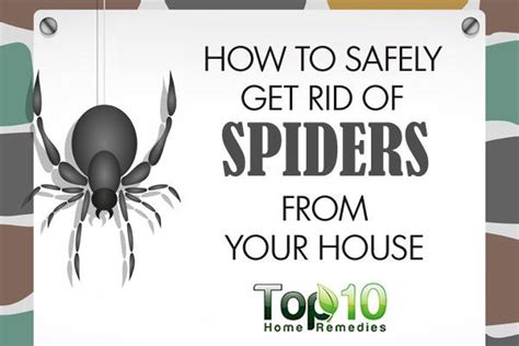 How To Safely Get Rid Of Spiders From Your House Top 10 Home Remedies