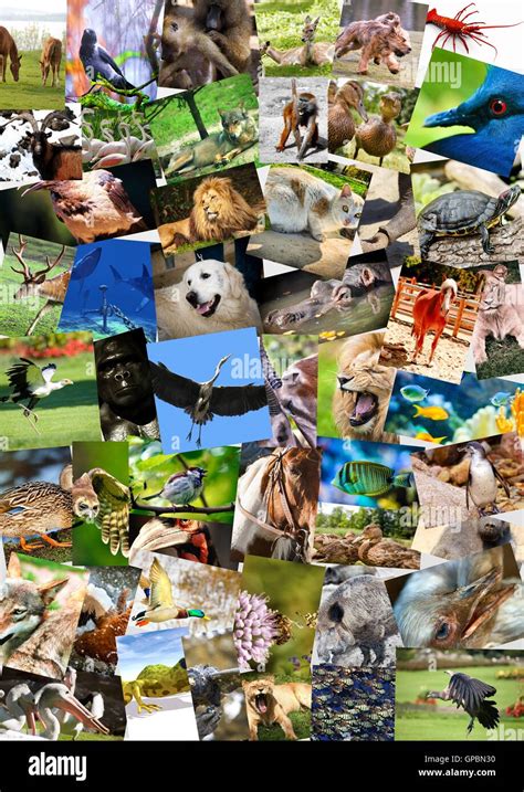 Different Animals Collage Hi Res Stock Photography And Images Alamy