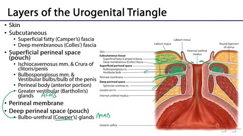 Urogenital Triangle M1 Perineum Youtube