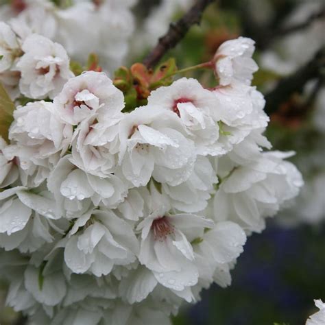 Buy Japanese Flowering Cherry Prunus Shirotae