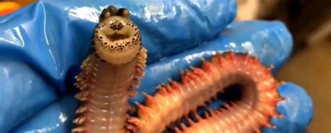 Creepy Smiling Worm Pulled From Bottom Of The Sea