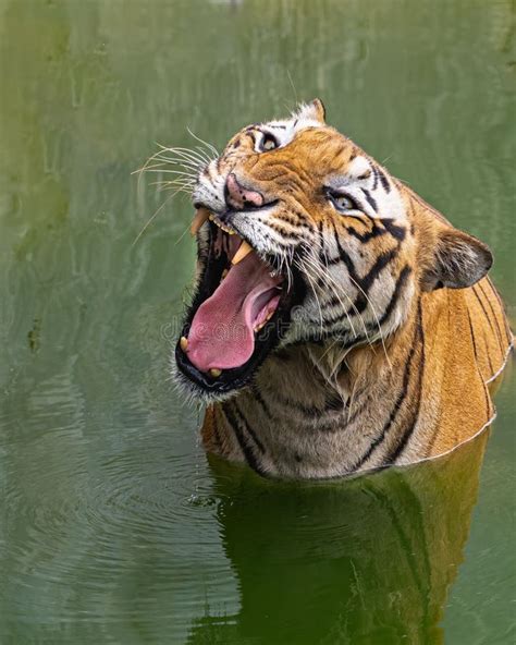 A Tiger Opening Its Mouth In Full Stock Photo Image Of Stare Tiger