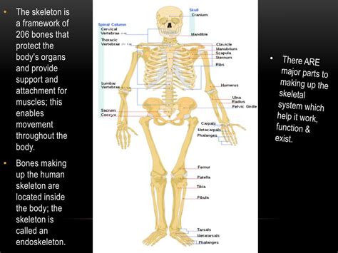 Ppt Skeletal System Powerpoint Presentation Free Download Id2103619