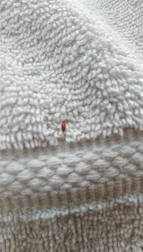 What Are These Eggs Bugs In My Bathroom Towel Rwhatsthisbug
