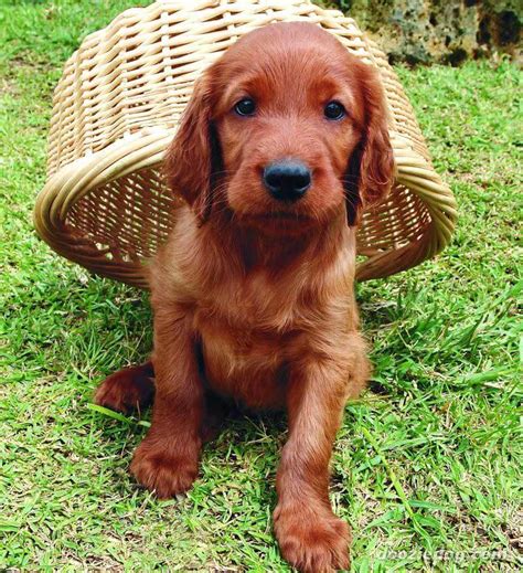 Irish Setter Dog Breed Information Pictures And More