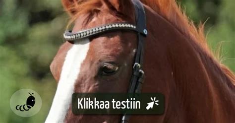 Testaa Mik Hevonen Ruskon Ratsastuskeskukselta Sopisi Sinulle