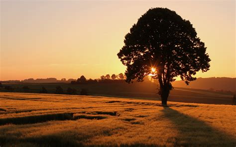 Field Tree Sunset Landscape Sunrise Wallpapers Hd Desktop And