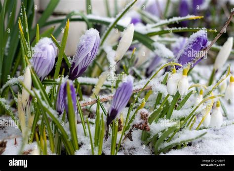 A Cluster Of Purple Lilac And White Crocus Flowers And Small White