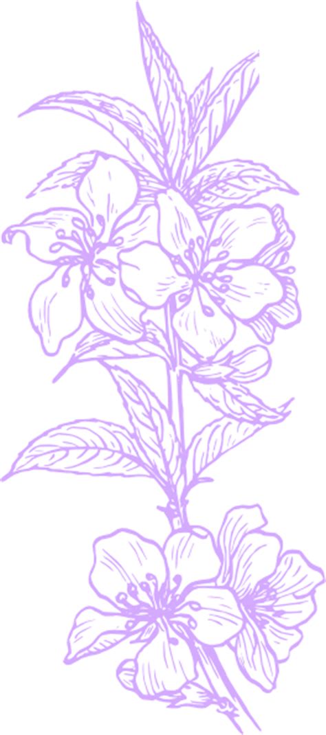 Purple Hawaiian Flower Clip Art At Vector Clip Art Online