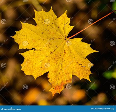 Single Autumn Yellow Maple Tree Leaf In Sun Shine Stock Photo Image