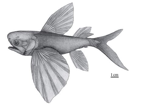 Flying Fish Evolved To Escape Prehistoric Predators Live Science